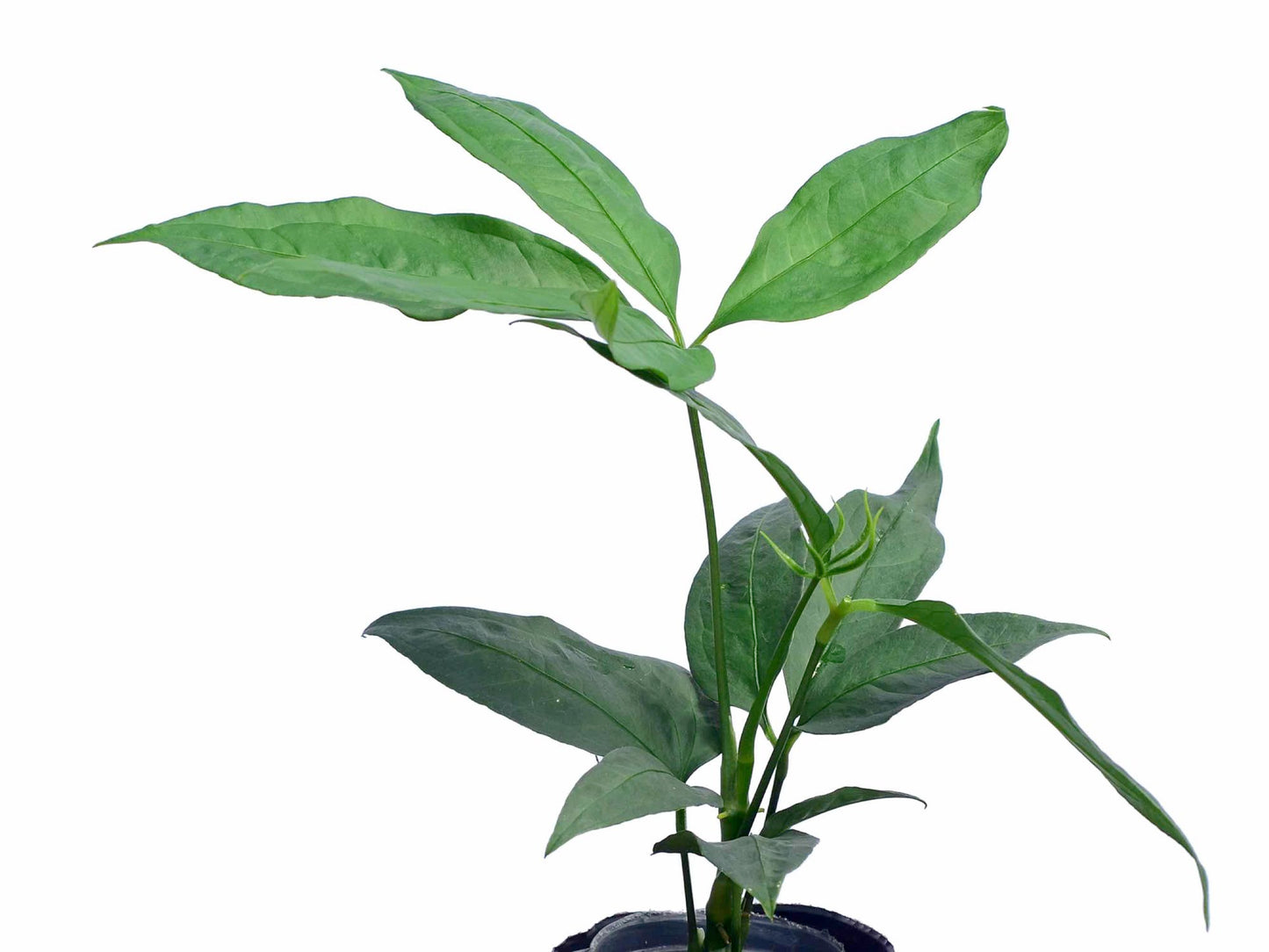 Anthurium kunthii