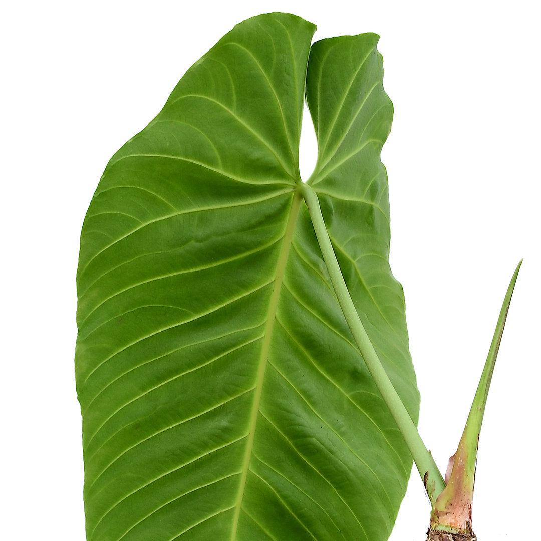 Anthurium queremalense