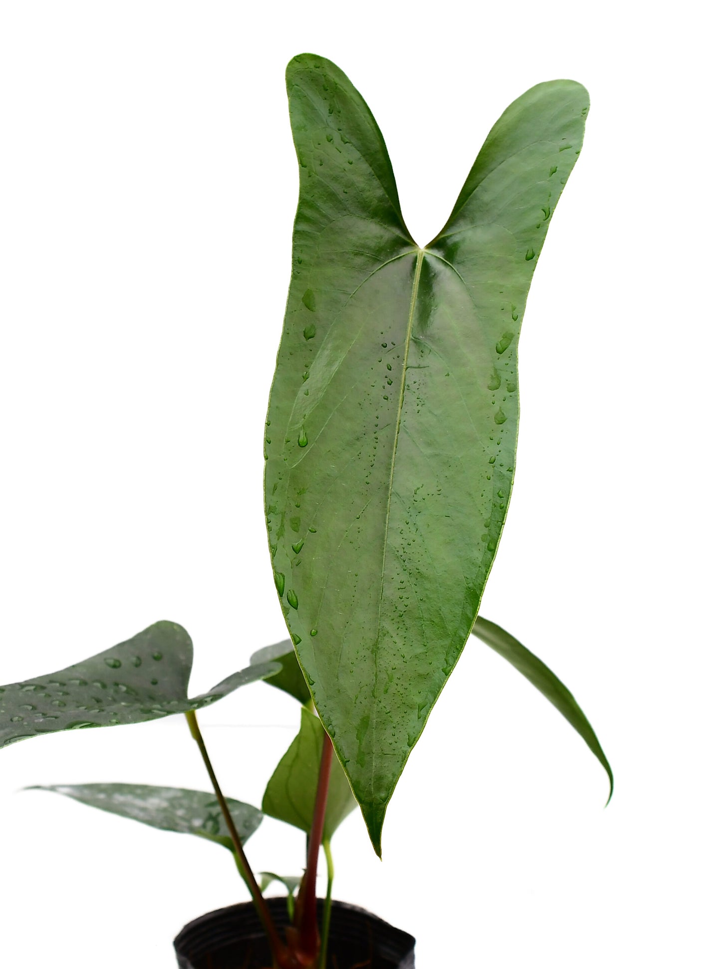 Anthurium nigrolaminum ‘Gigi’ (bouture)