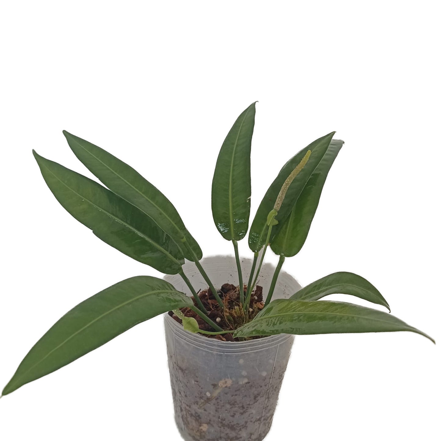 Anthurium coriaceum 6