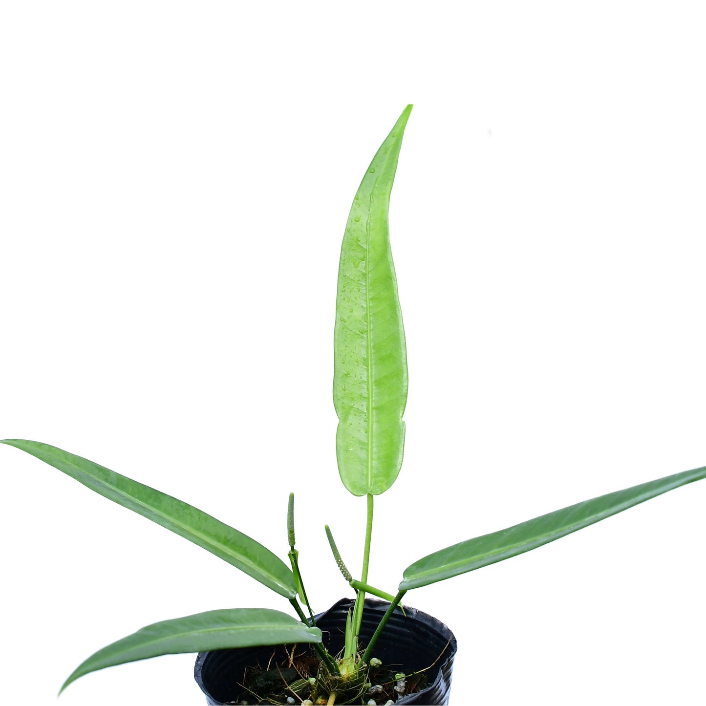 Anthurium debilipeltatum