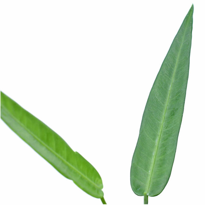 Anthurium debilipeltatum