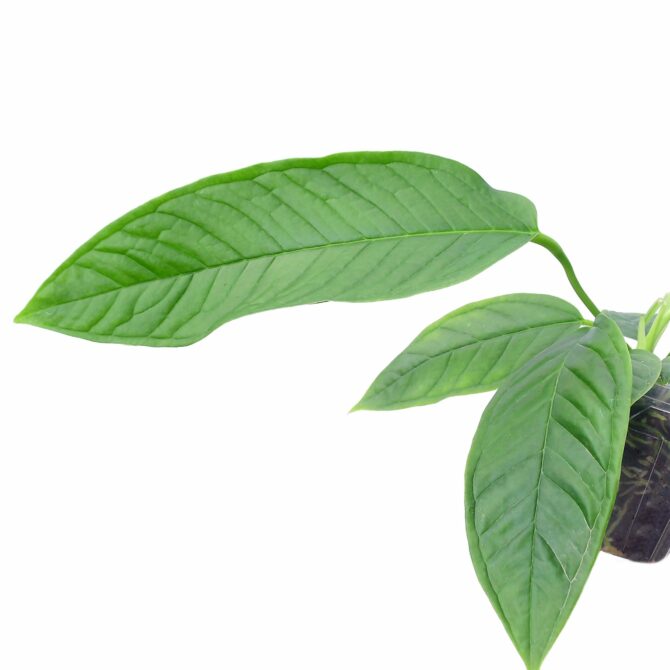 Anthurium misturatum