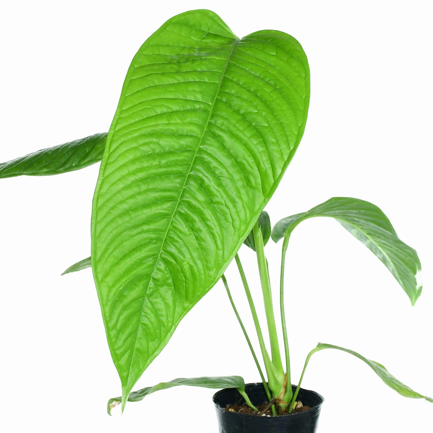 Anthurium misturatum