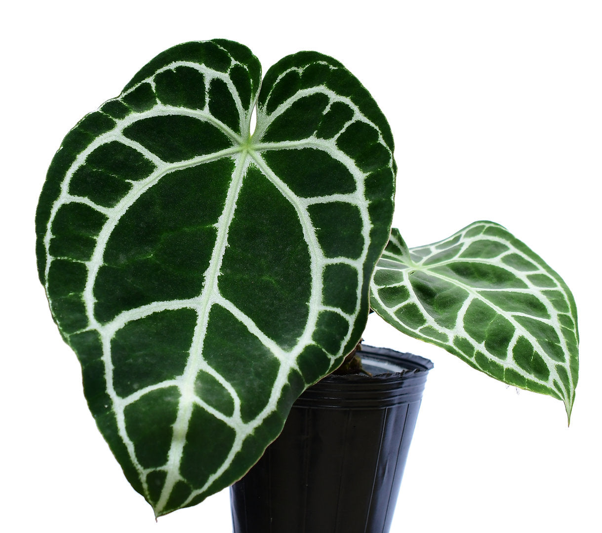 Anthurium crystallinum Silver