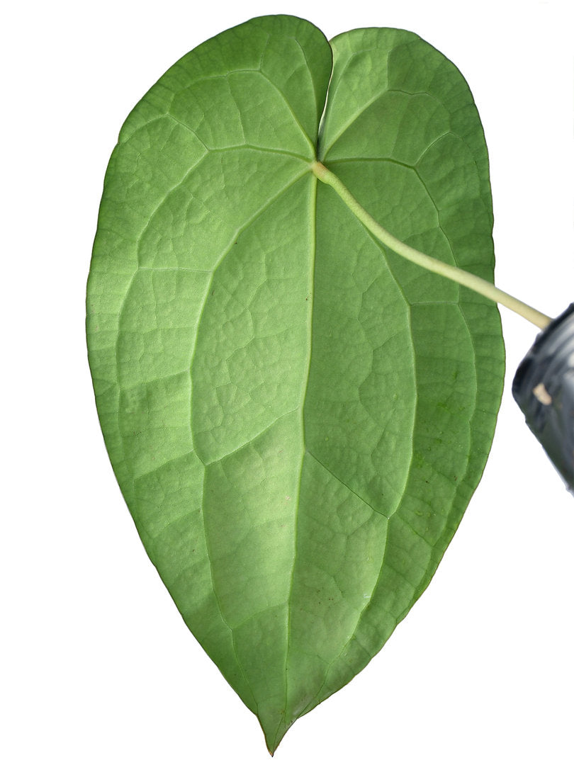 Anthurium crystallinum