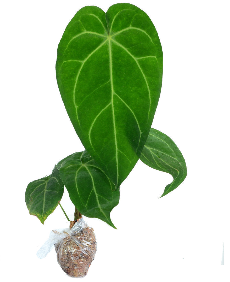 Anthurium magnificum