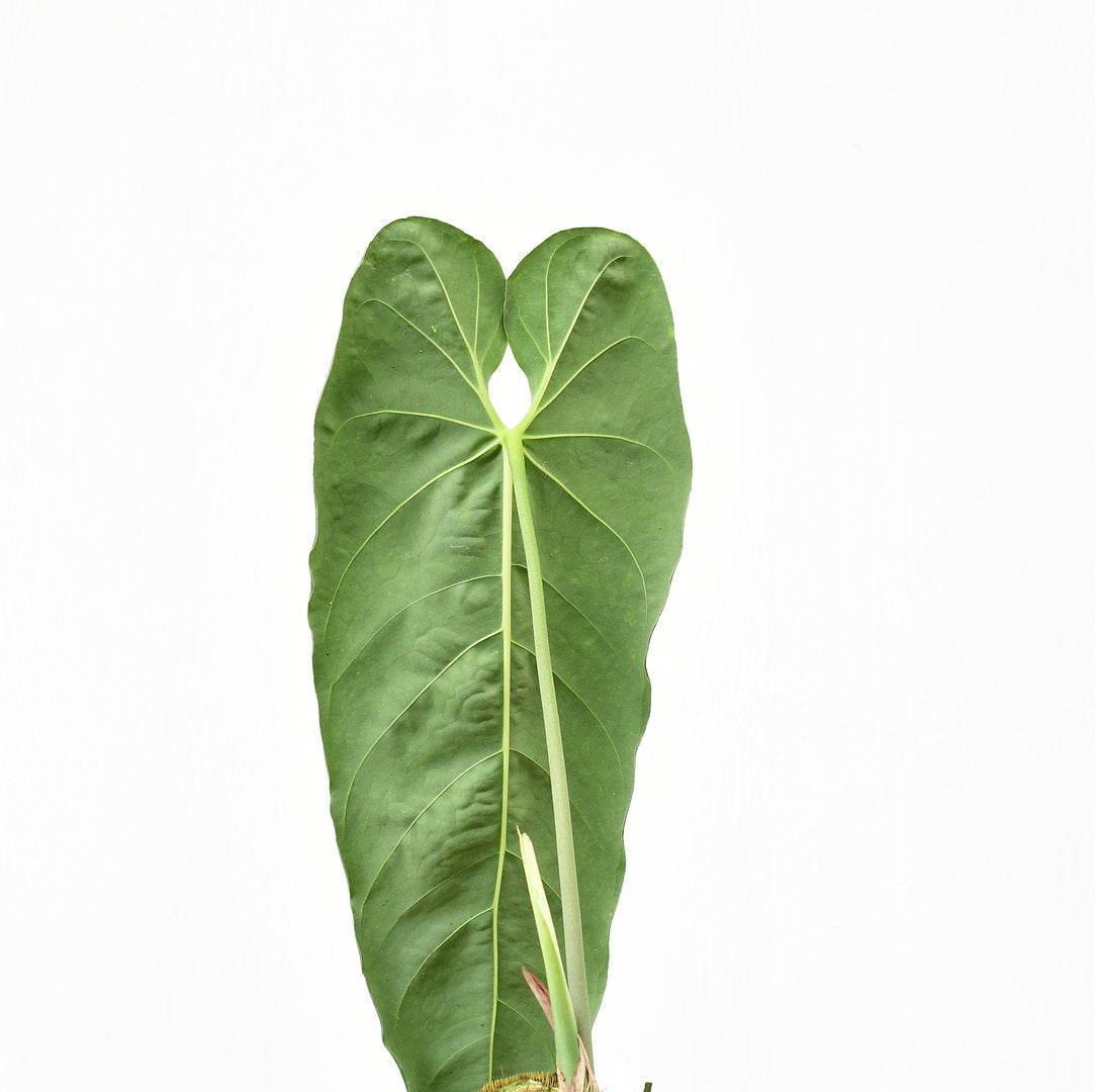 Anthurium metallicum seedling