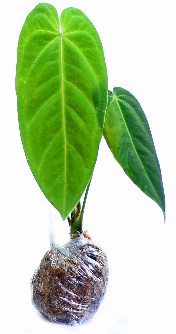 Anthurium metallicum seedling