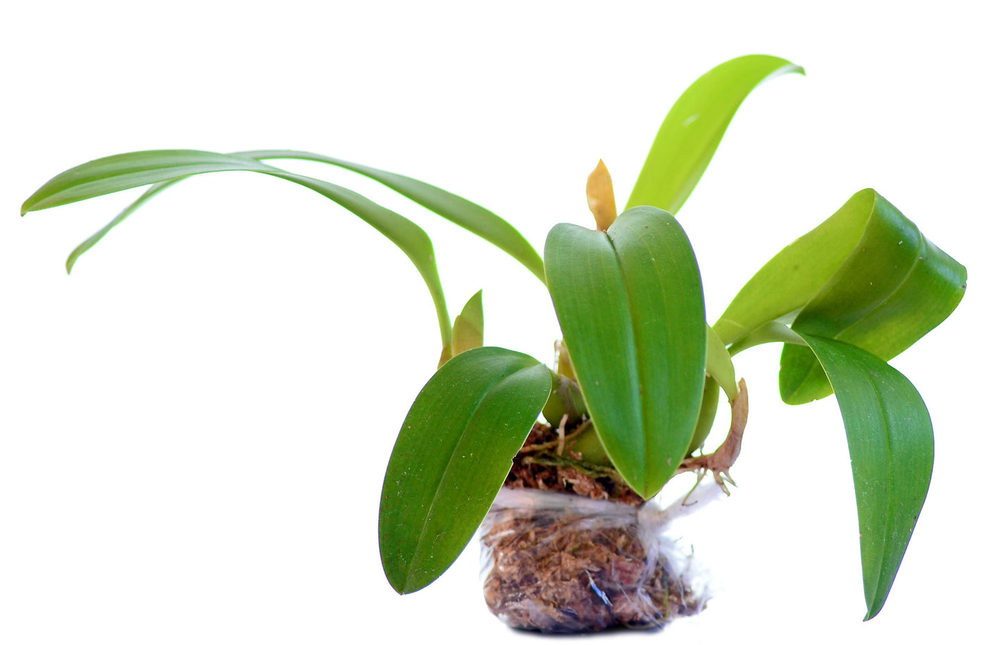Bulbophyllum lobbii