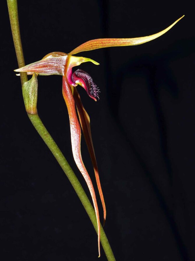 Bulbophyllum klabatense subsp. sulawesii