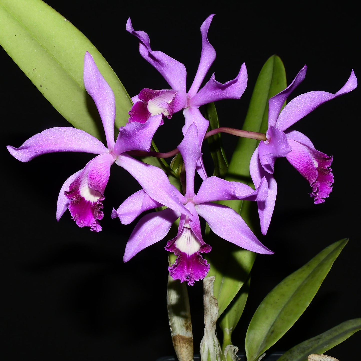 Cattleya Big Leaps