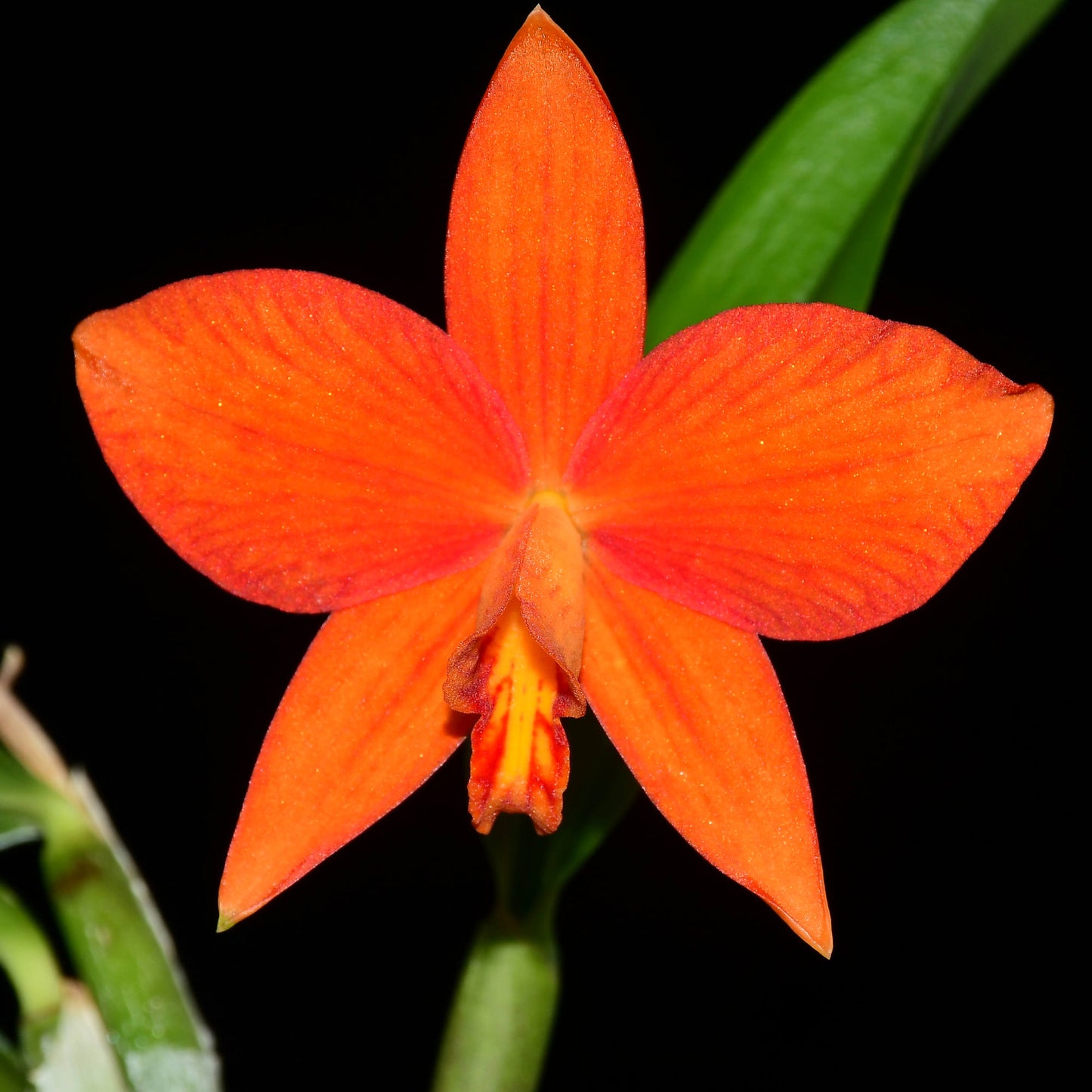 Cattleya Valda (1901) 'Pepe'
