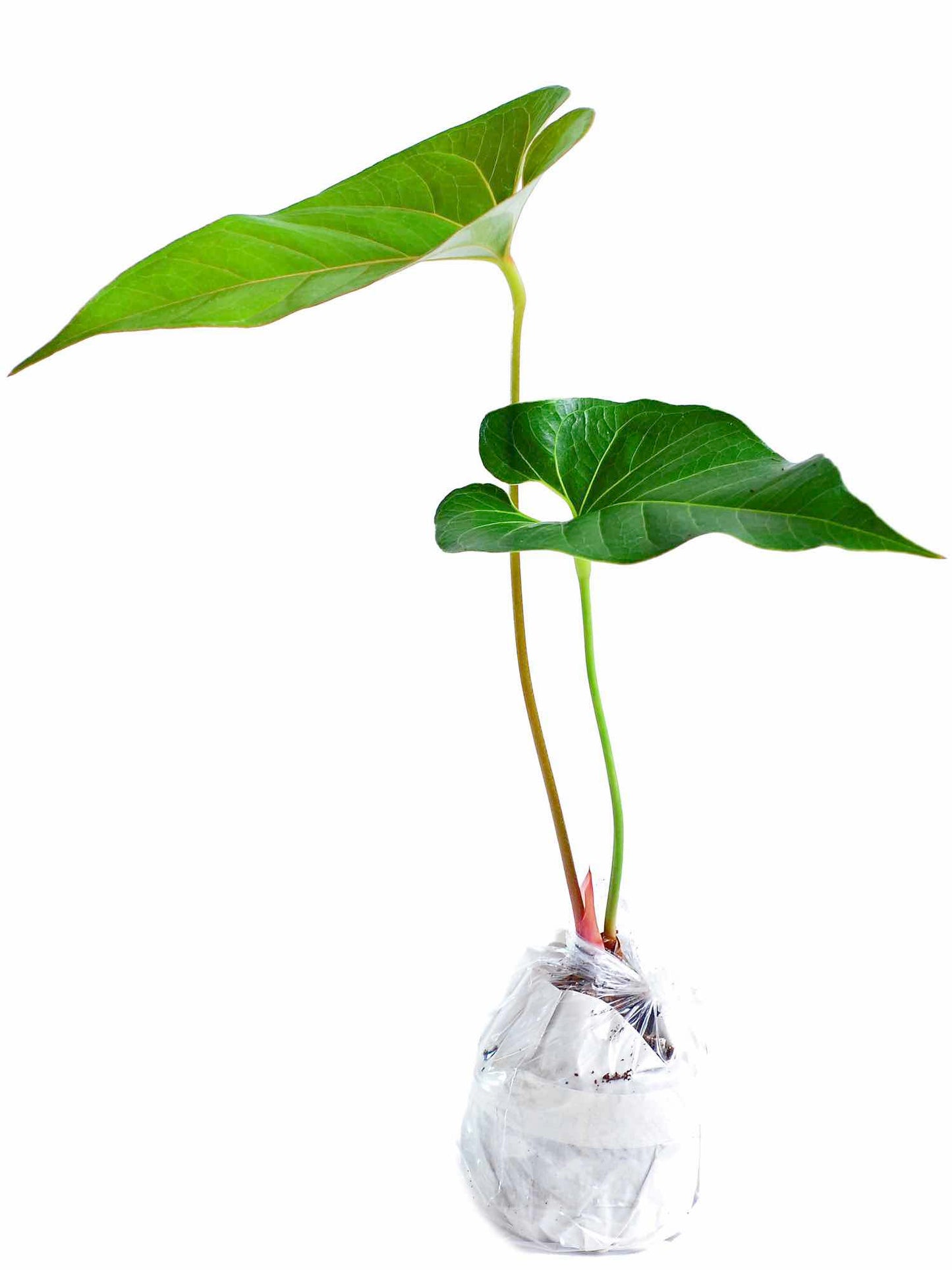 Anthurium decipiens