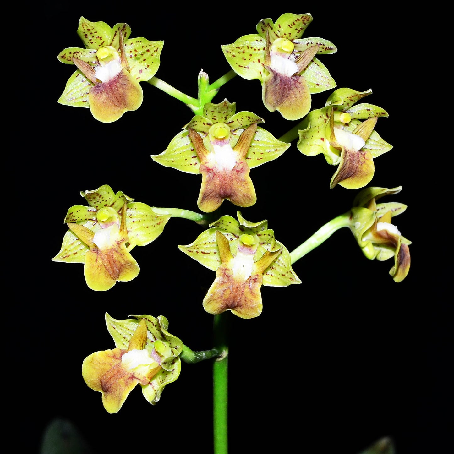 Dendrobium bifalce