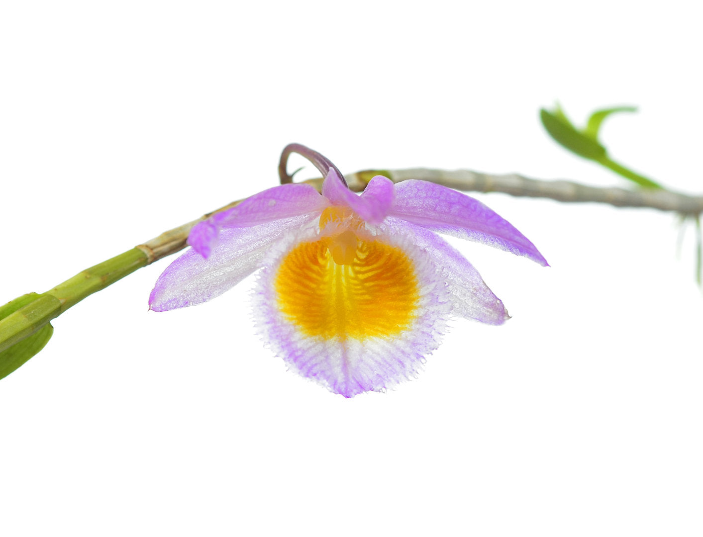 Dendrobium loddigesii