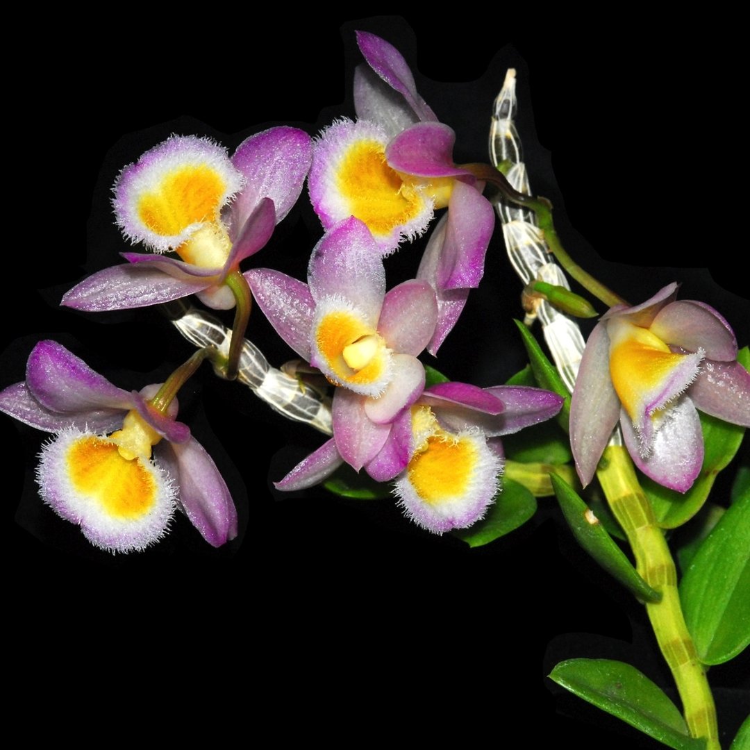 Dendrobium loddigesii