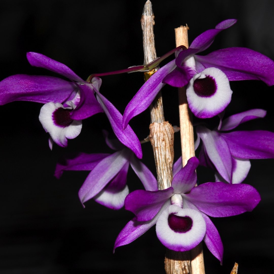 Dendrobium nobile