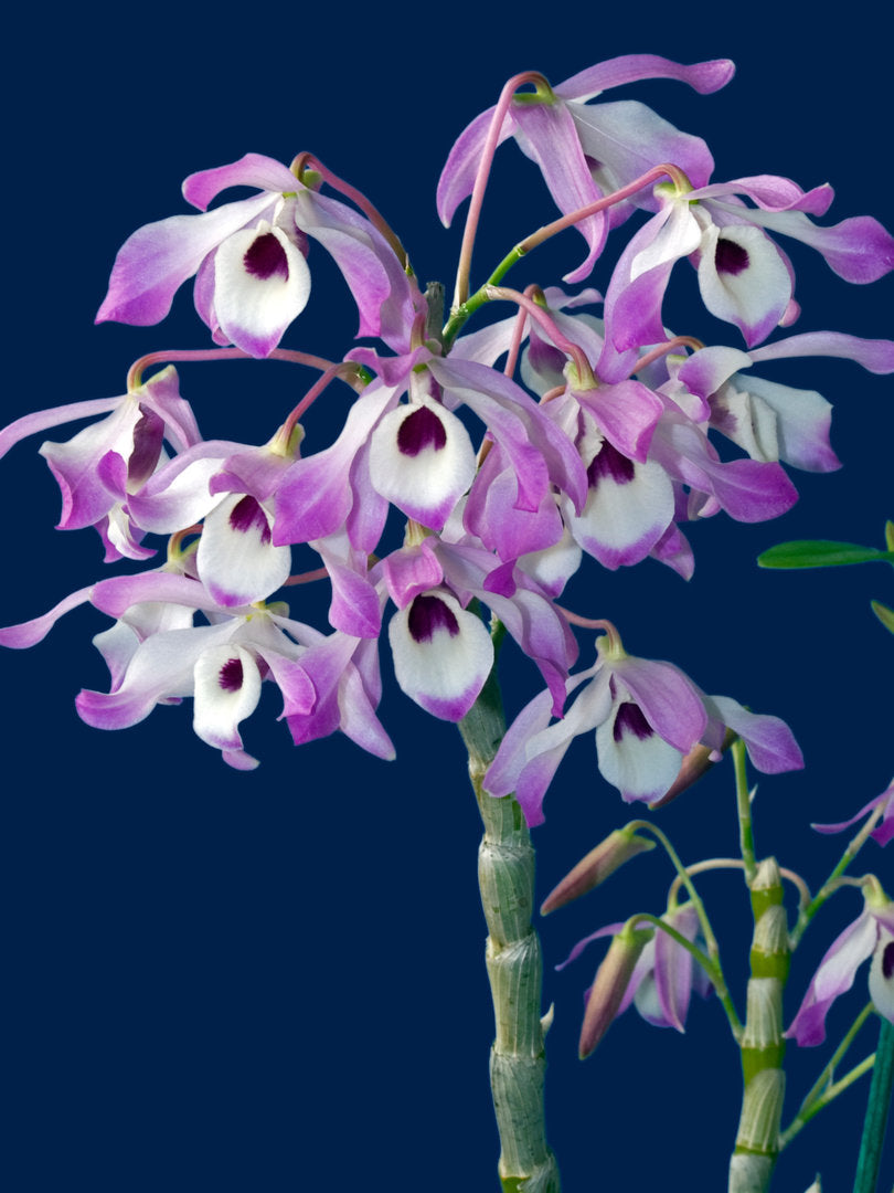 Dendrobium nobile