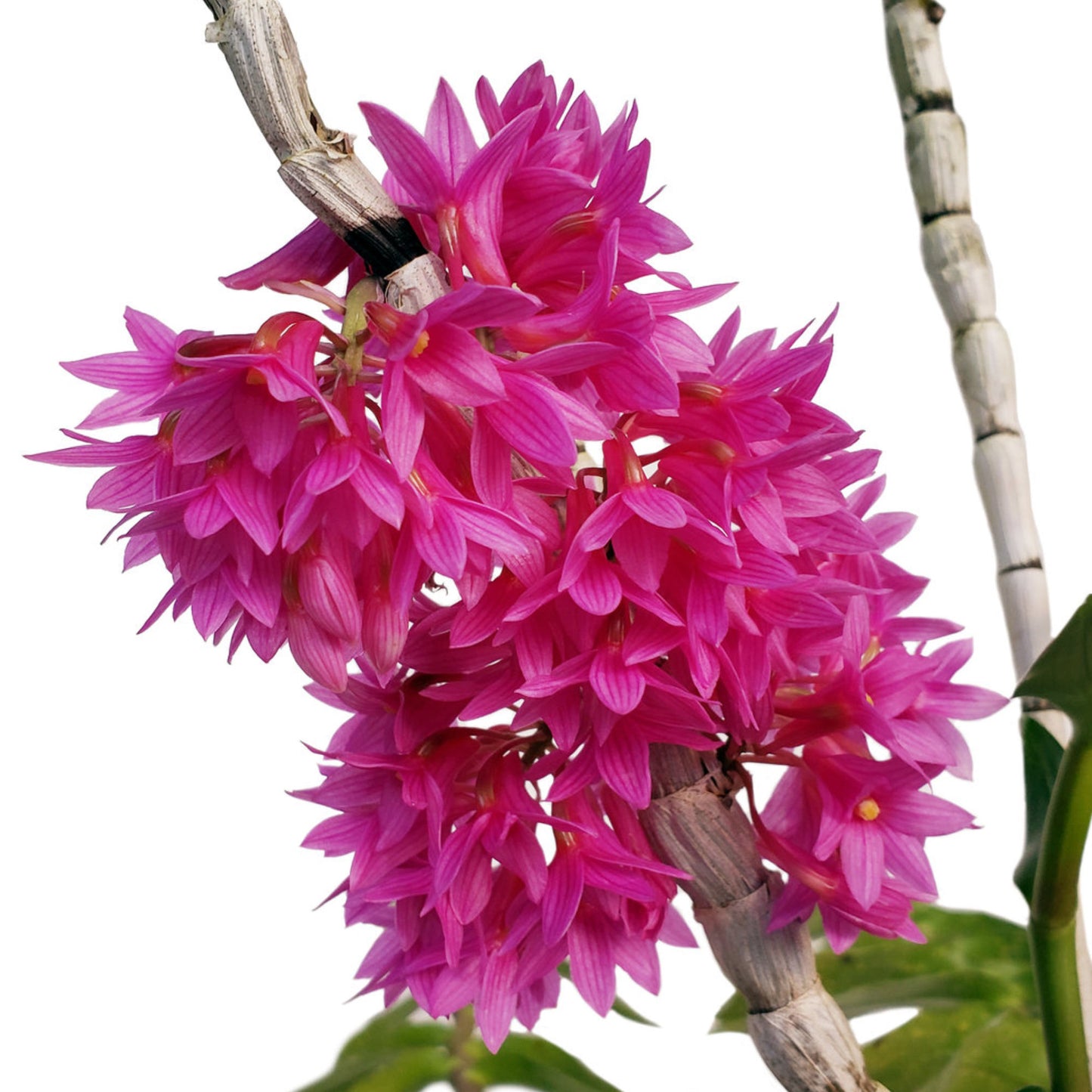 Dendrobium x usitae