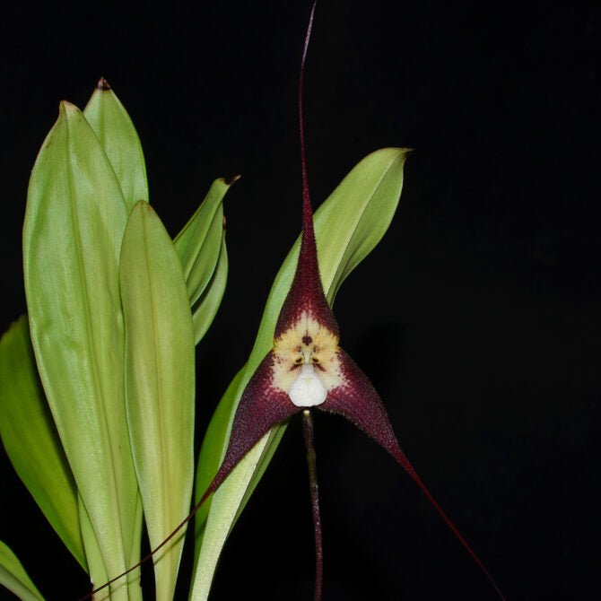 Dracula tubeana