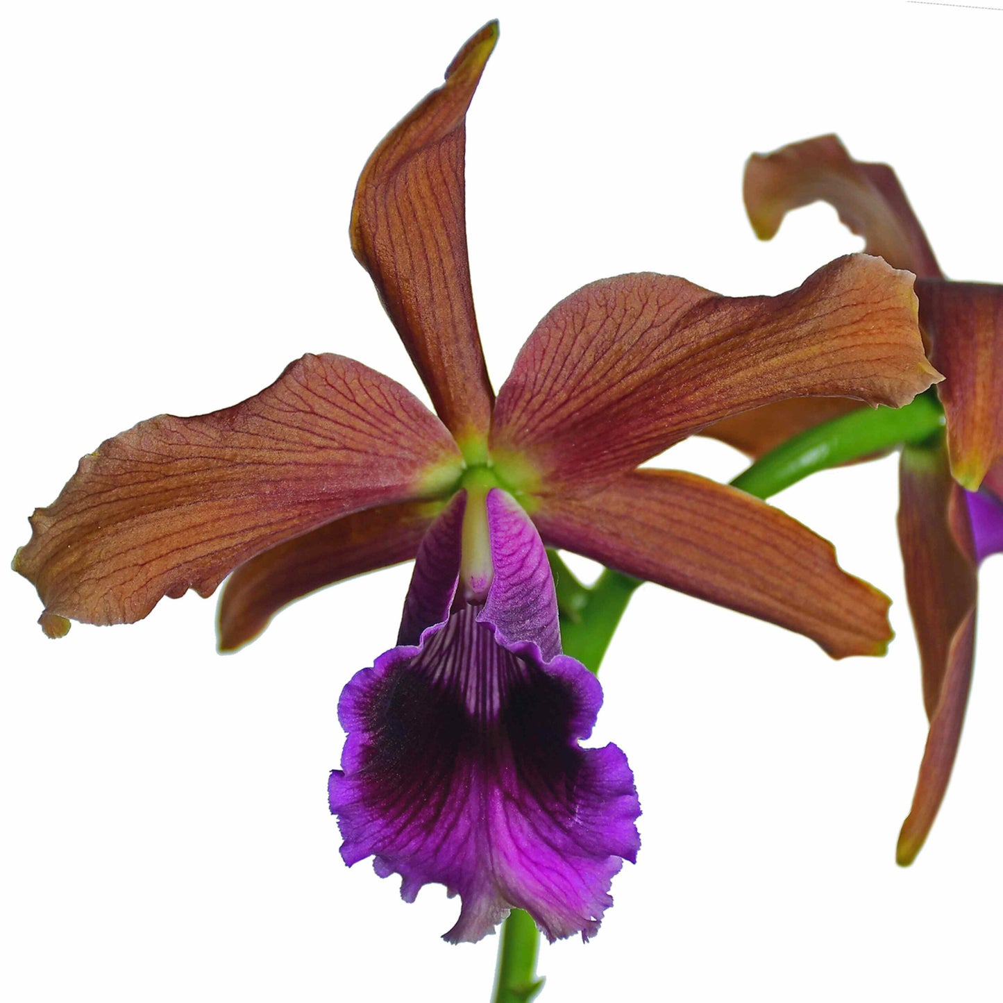 Masdevallia estradae