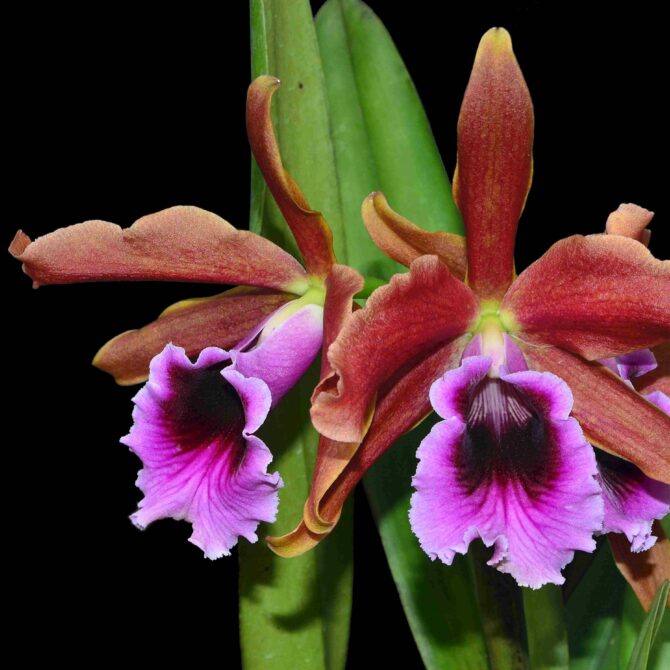 Masdevallia estradae