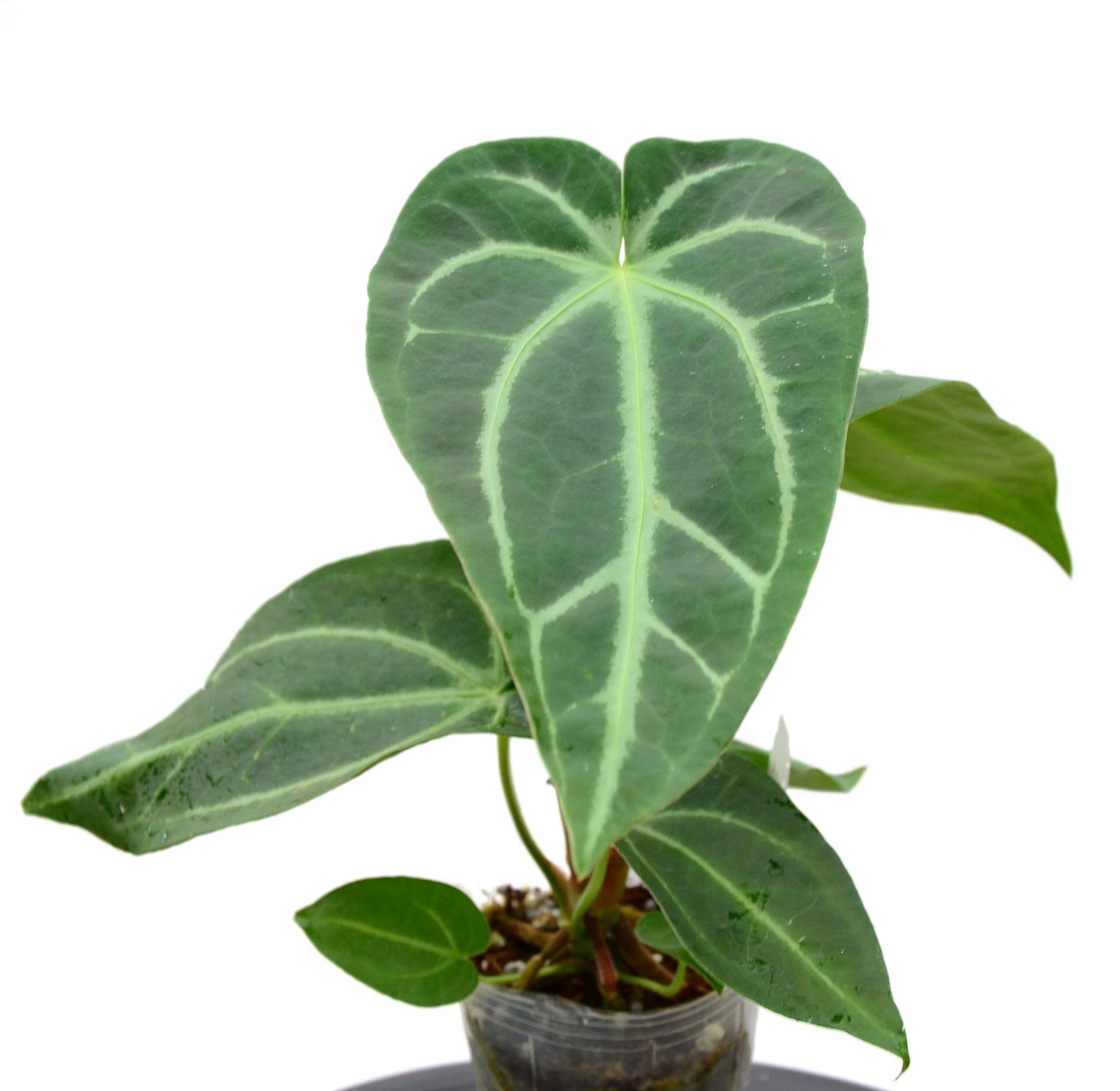 Anthurium magnificum Silver (bouture)