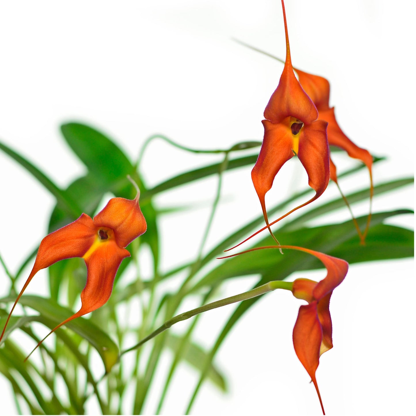 Masdevallia Anna Chai