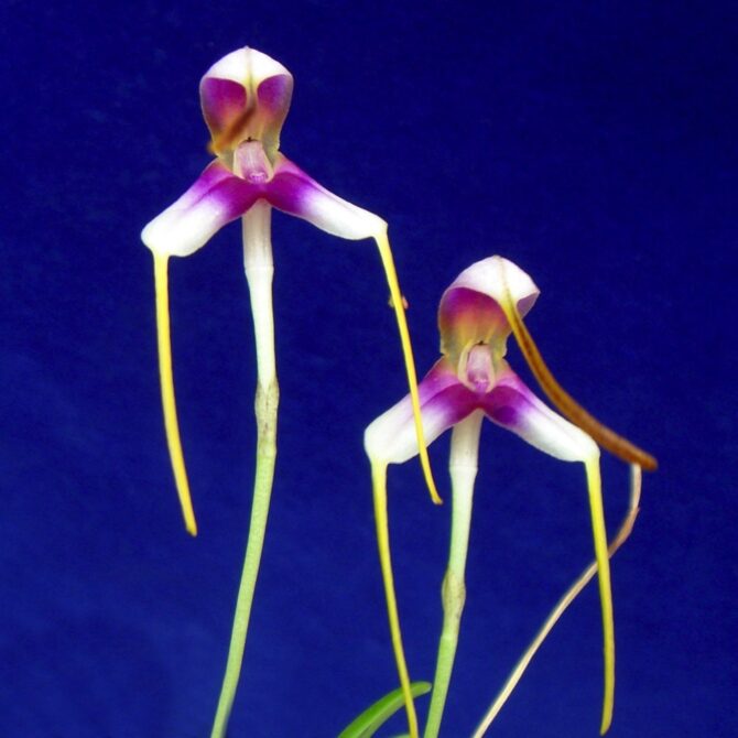 Masdevallia estradae