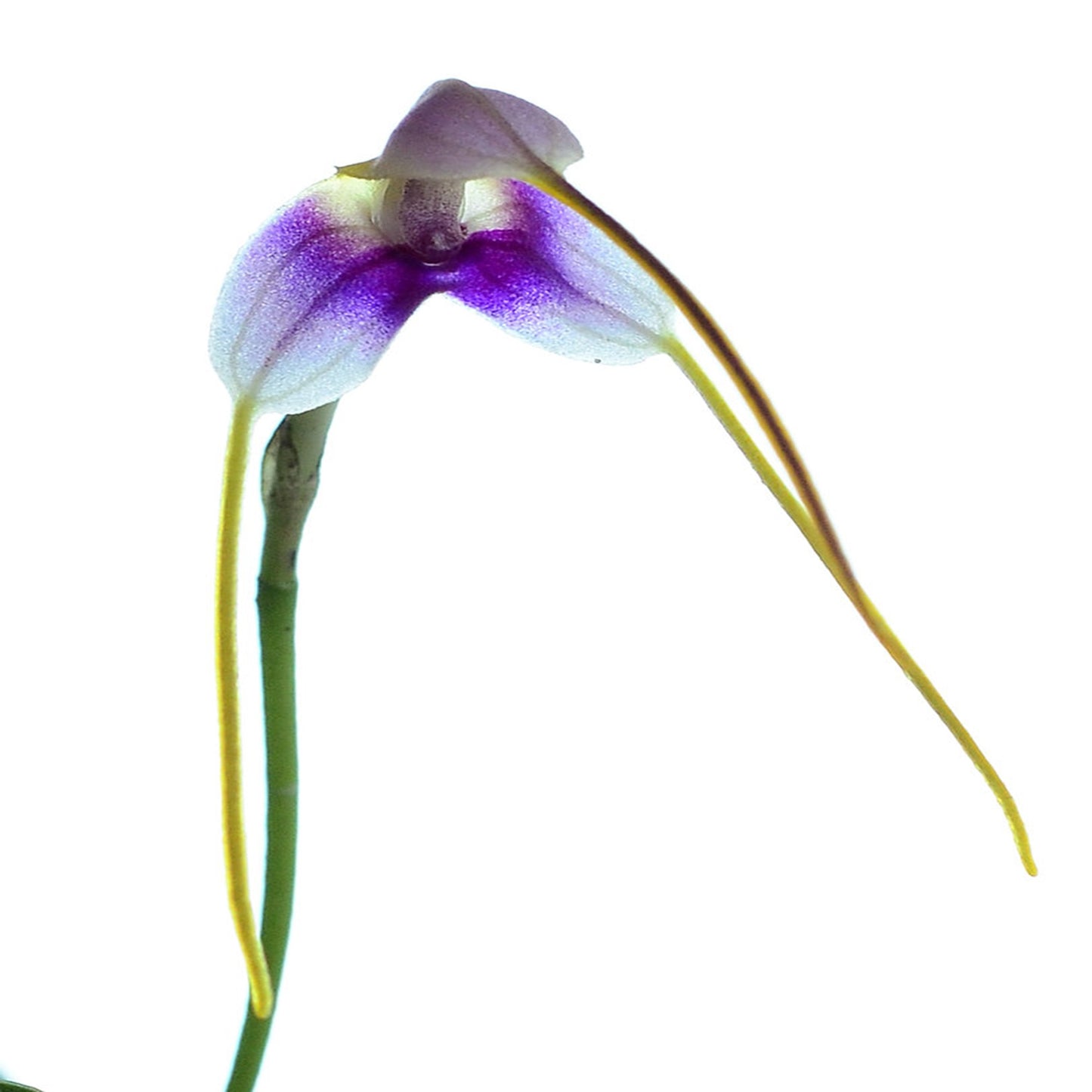 Masdevallia estradae