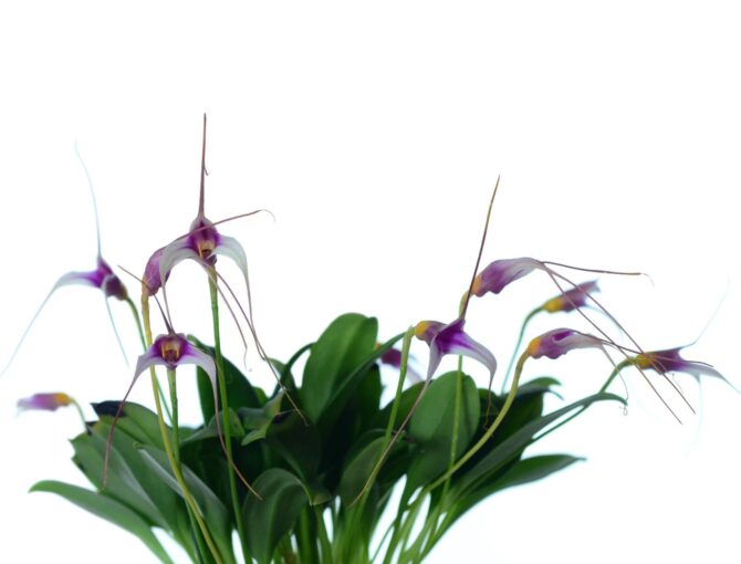 Masdevallia gilbertoi