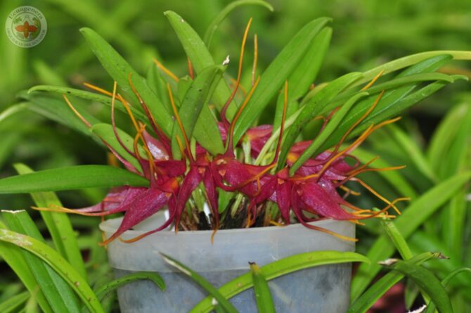 Masdevallia roseola
