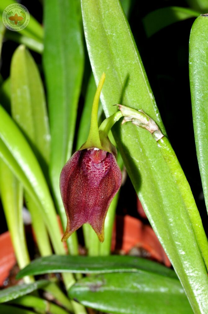 Masdevallia sanguinea