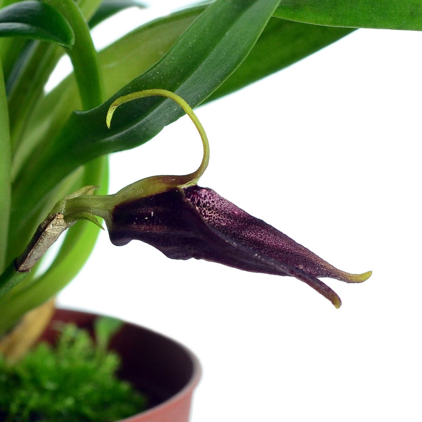 Masdevallia sanguinea