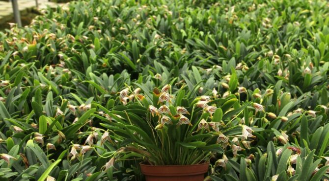 Masdevallia striatella