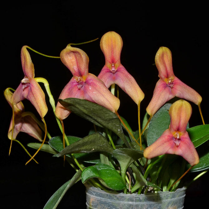 Masdevallia wuelfinghoffiana