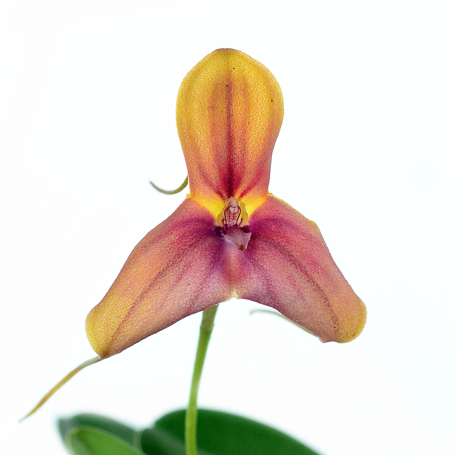 Masdevallia wuelfinghoffiana