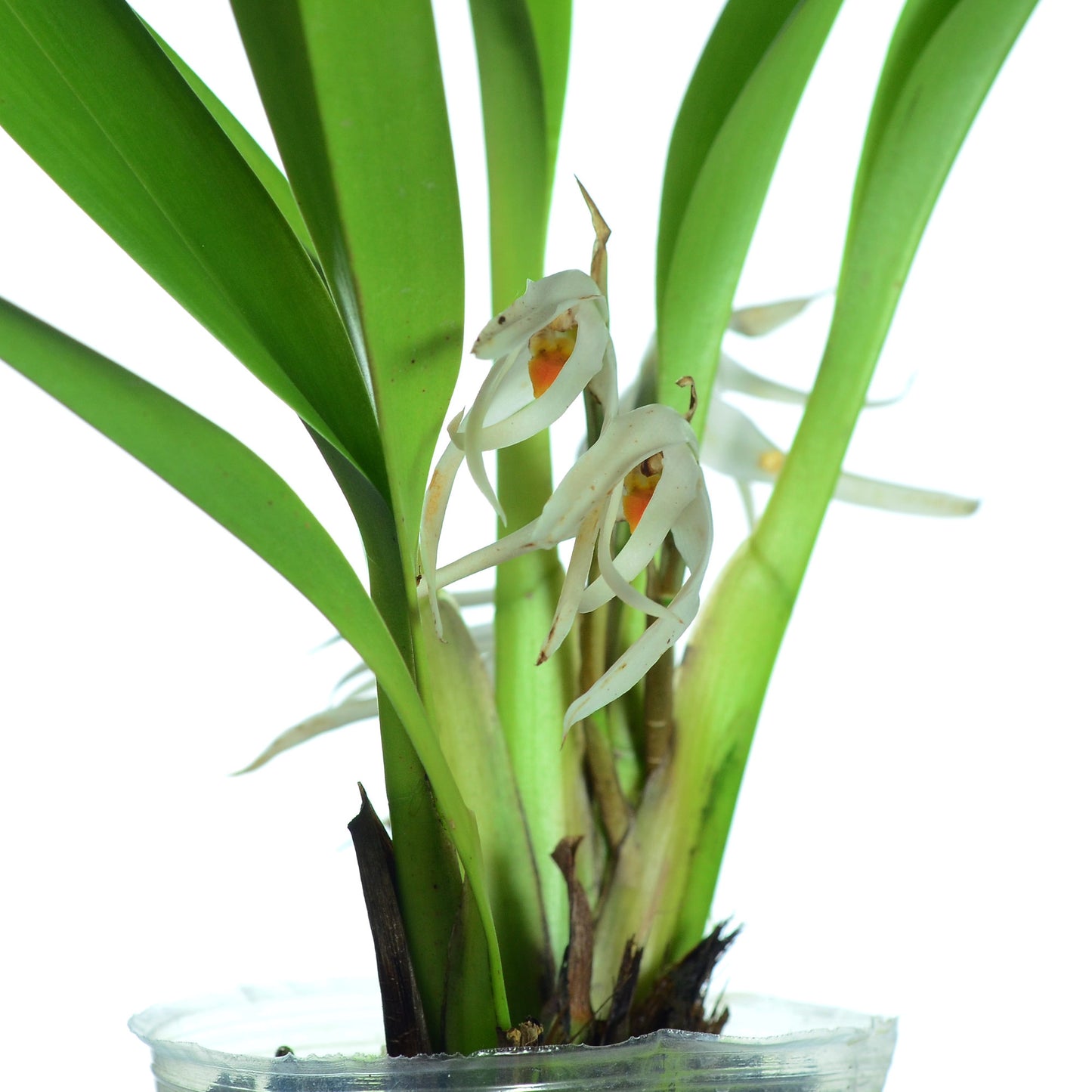 Maxillaria splendens