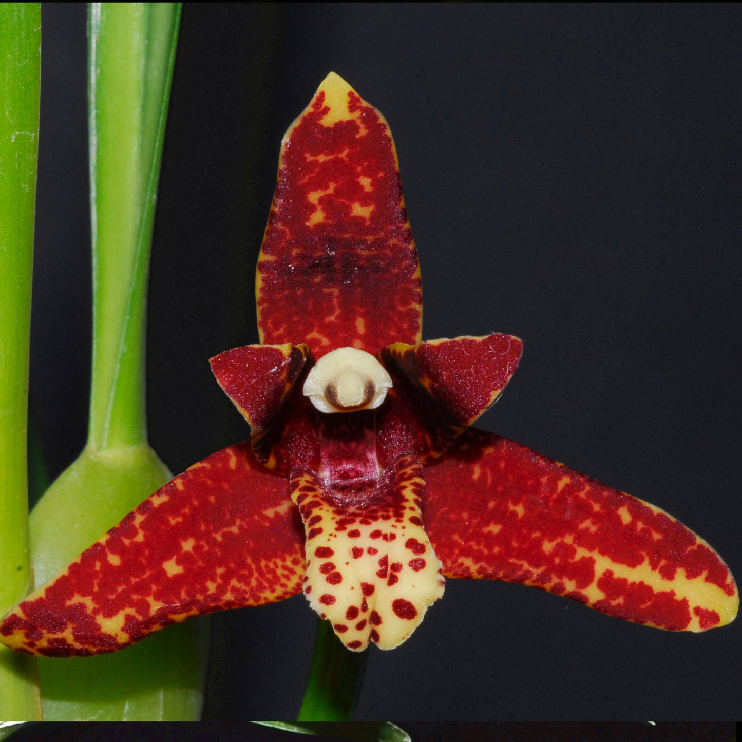 Maxillaria tenuifolia