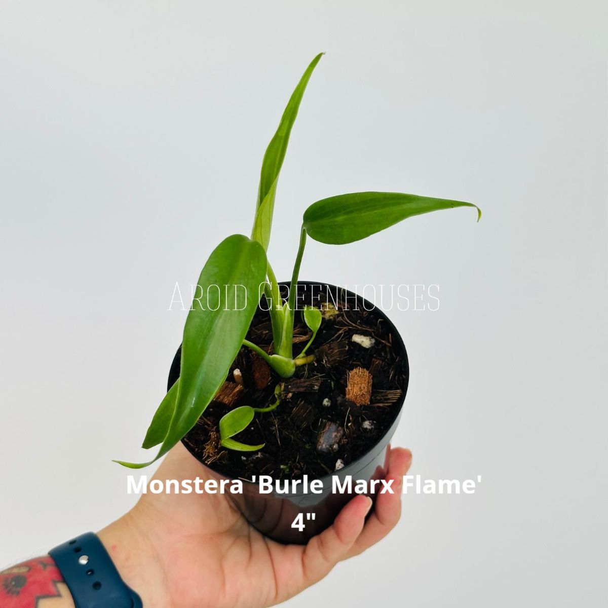 Monstera 'Burle Marx Flame'