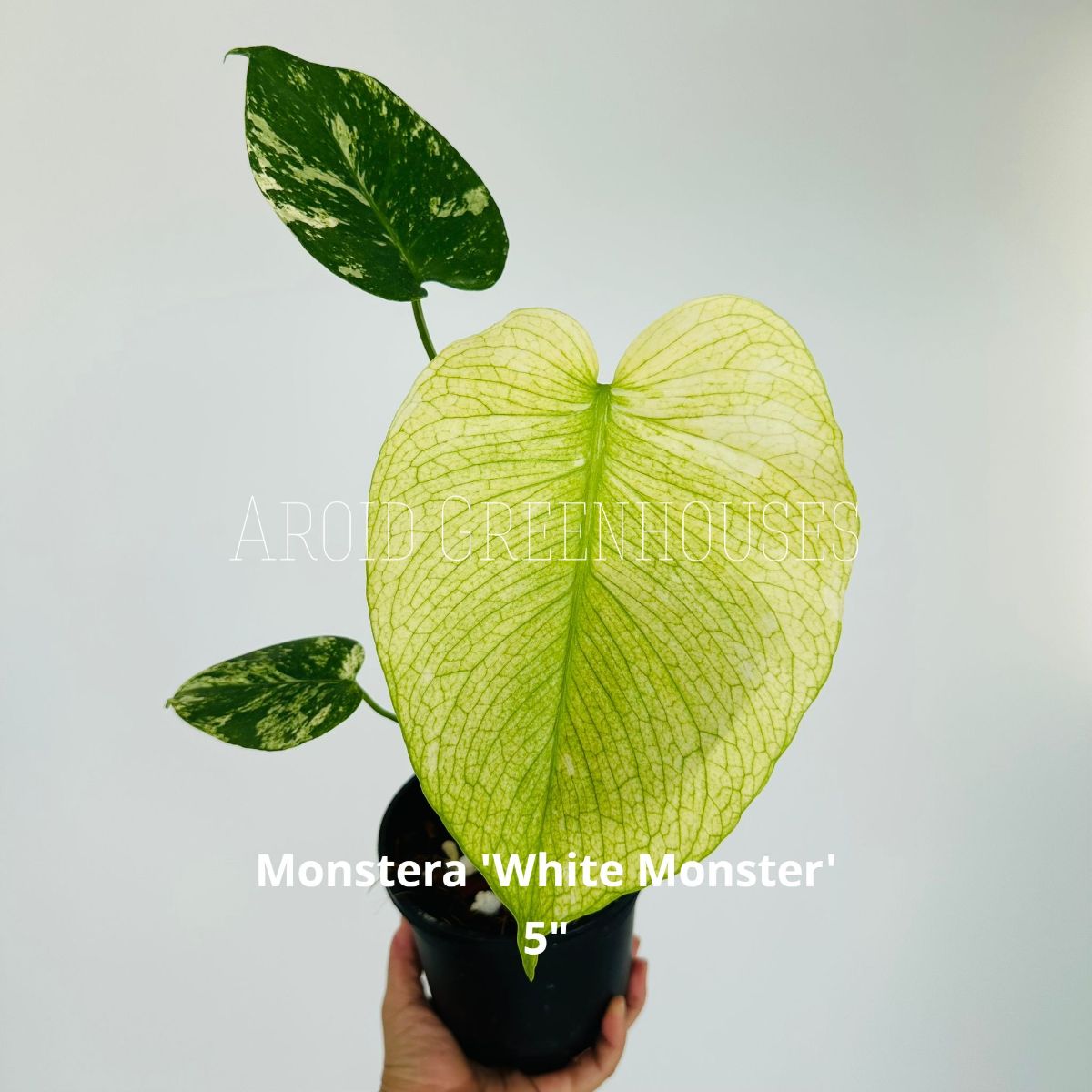 Monstera 'White Monster'