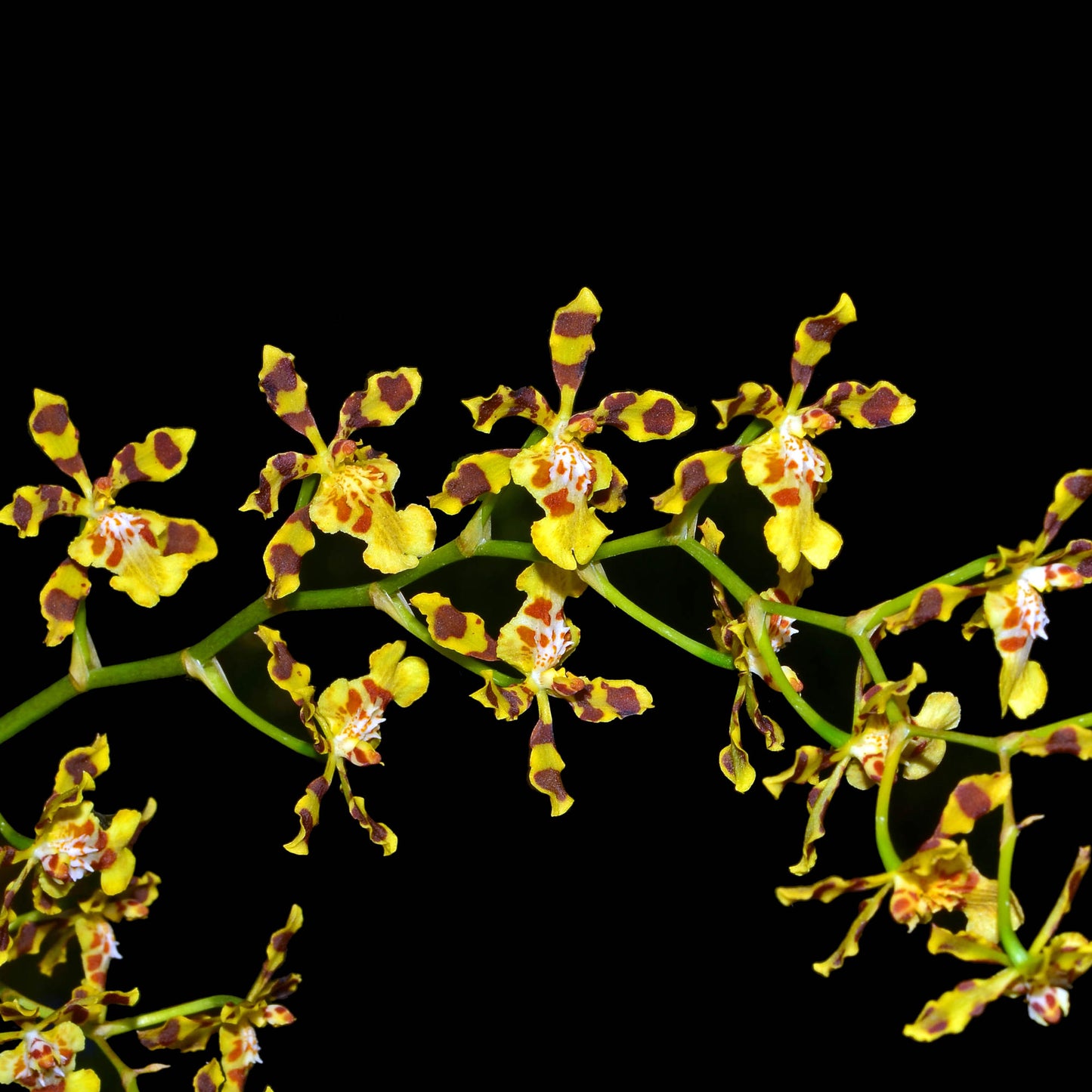 Oncidium Gerardo Guachisaca