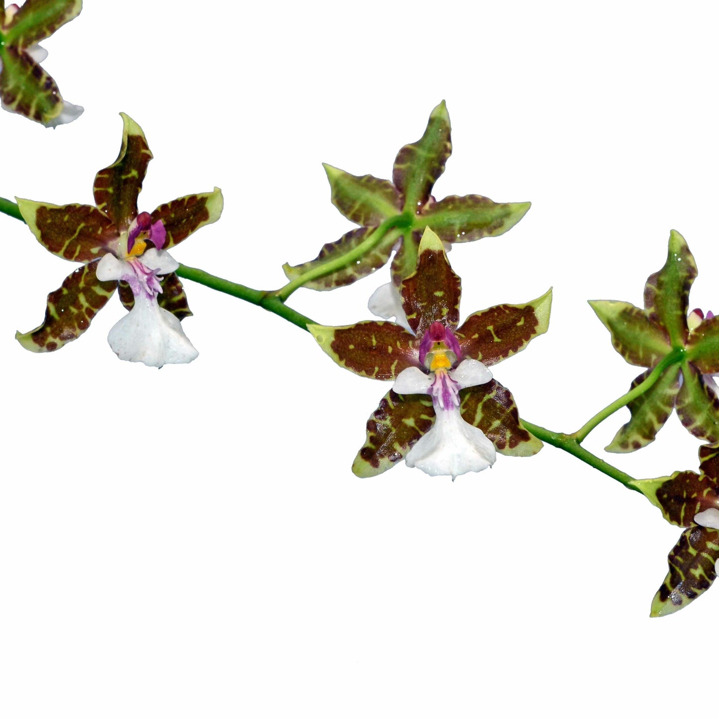 Oncidium leucochilum