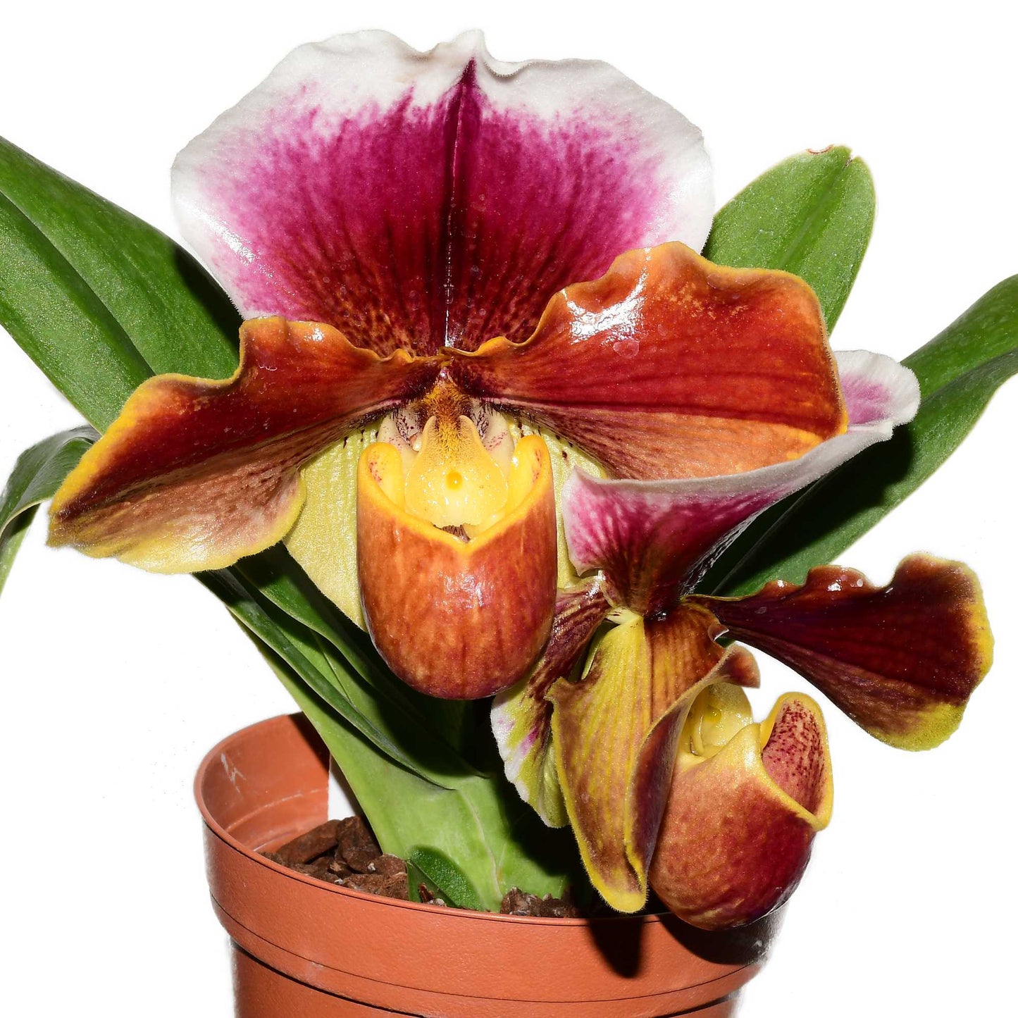Paphiopedilum Doug Kennedy