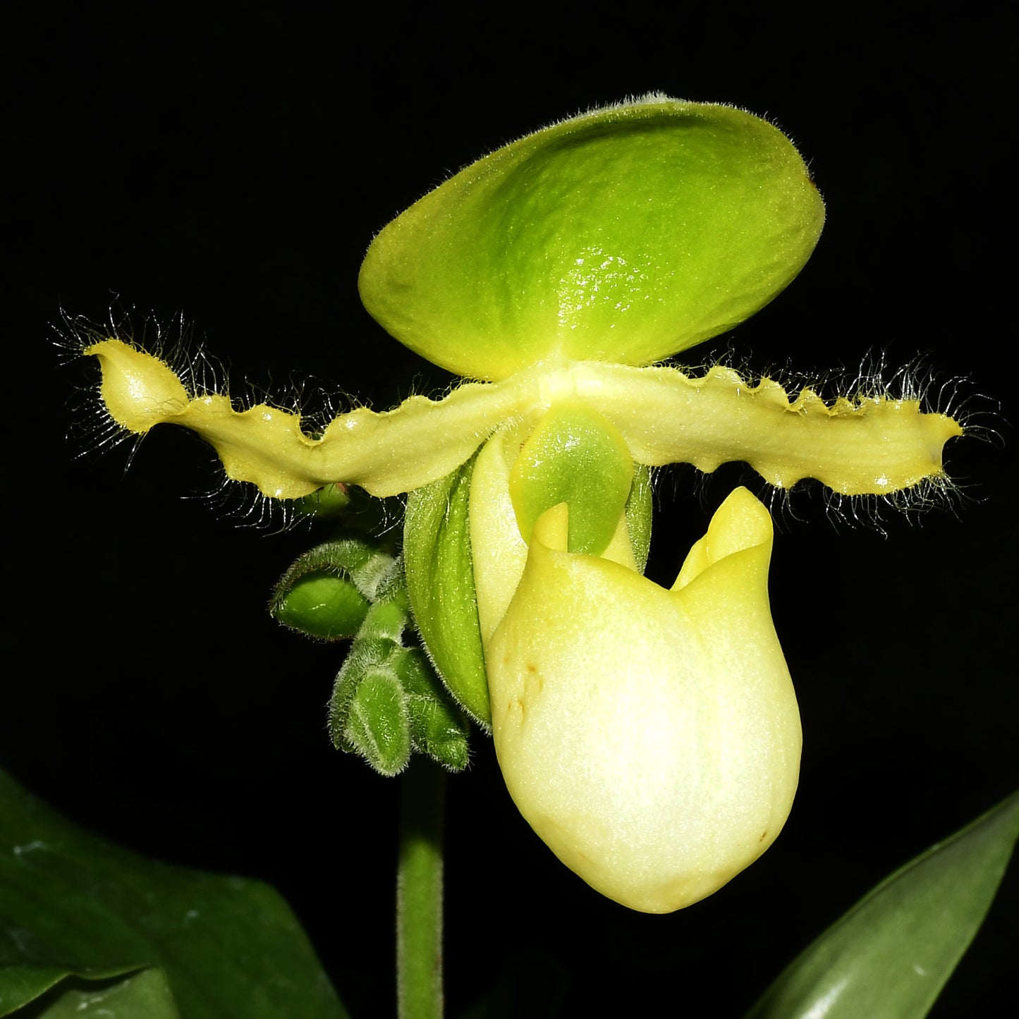Paphiopedilum Pinocchio