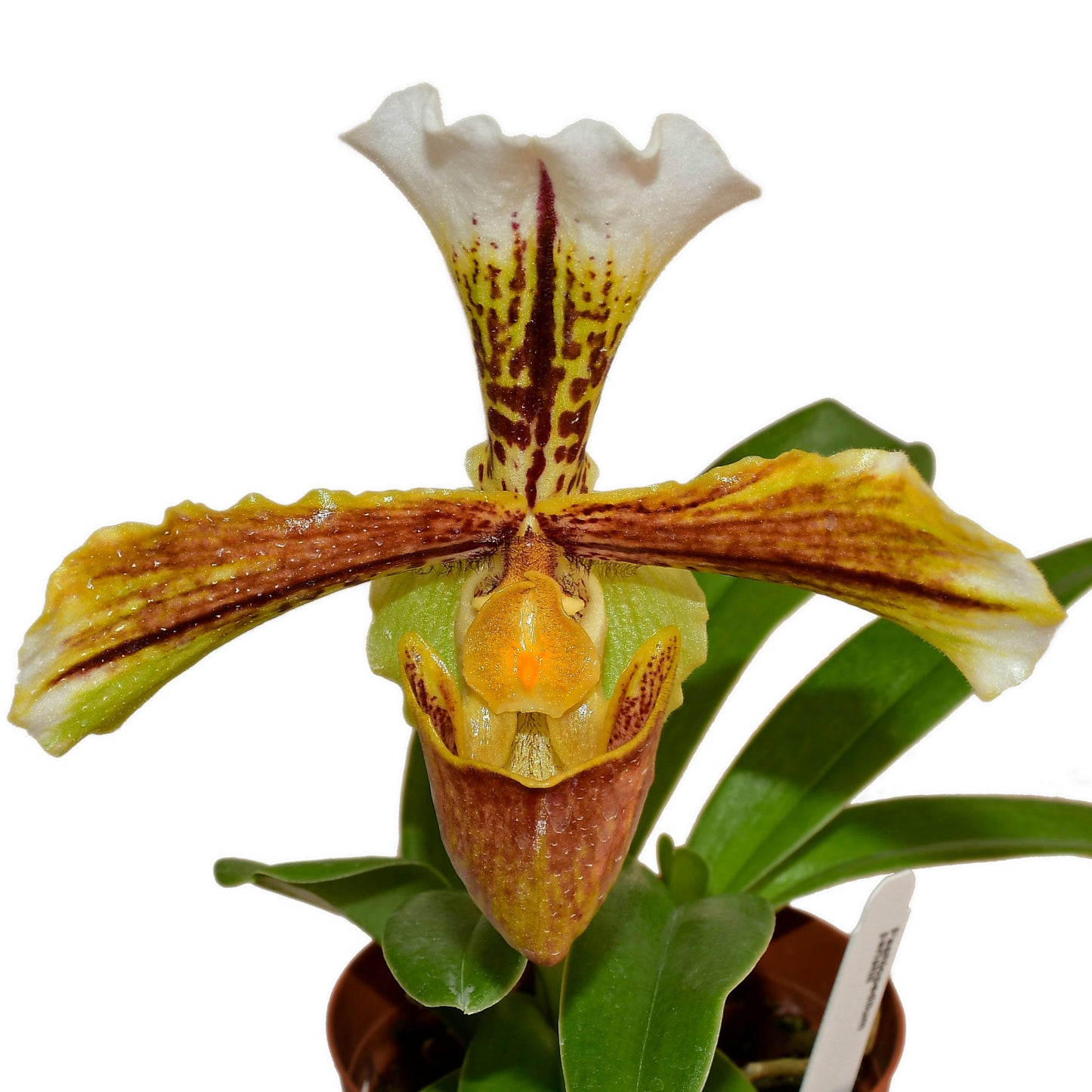 Paphiopedilum insigne