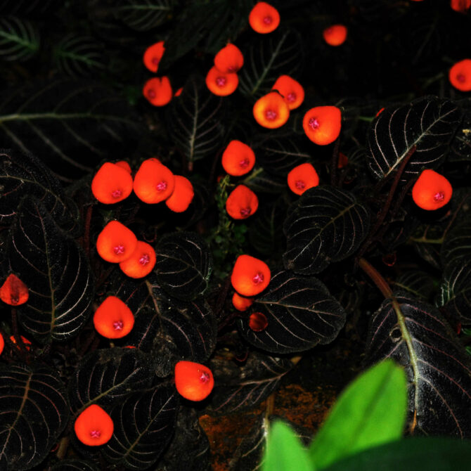 Pearcea Hypocyrtiflora