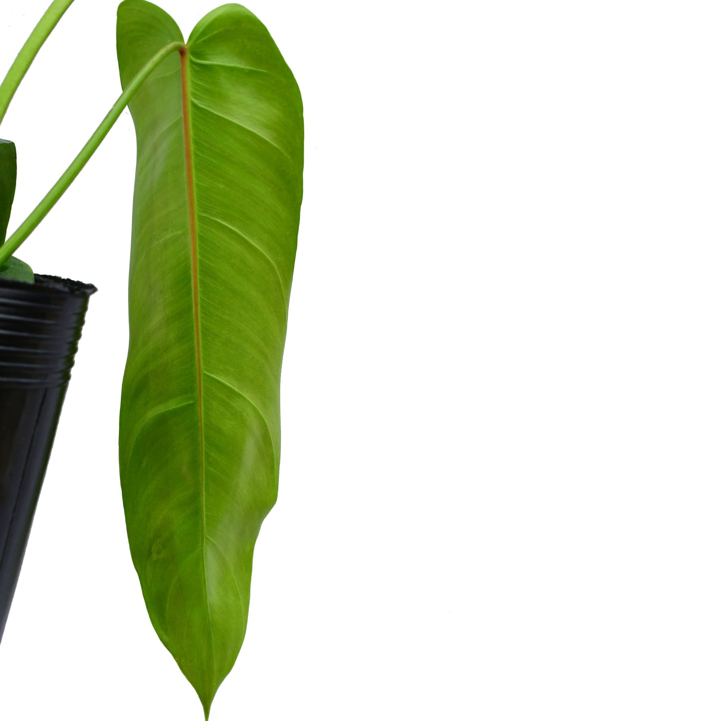Philodendron Amazon Spirit