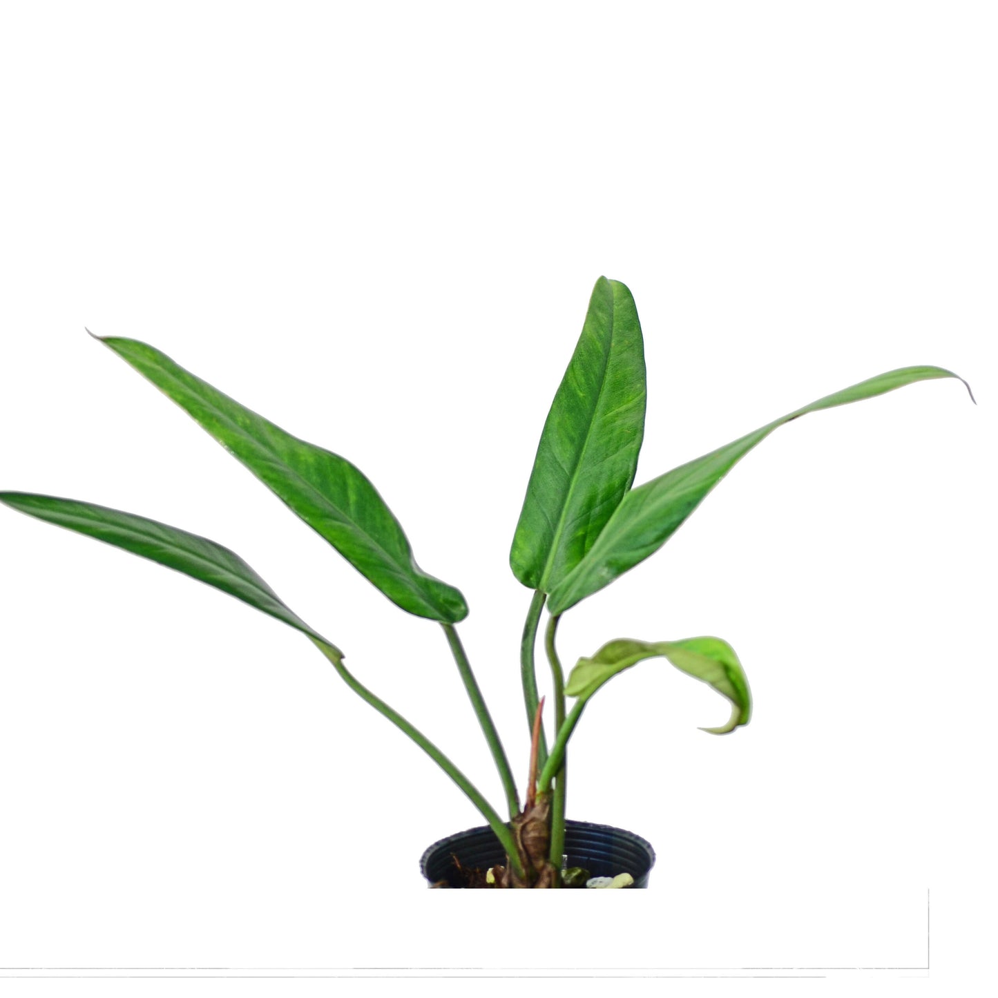Philodendron hebetatum cf